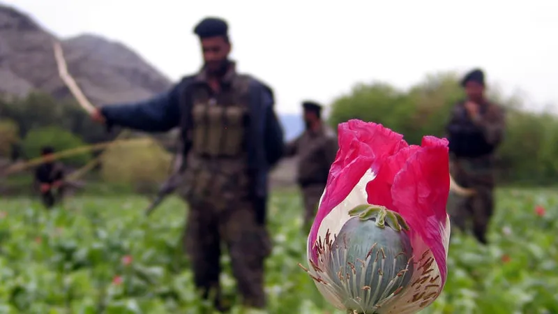 Đằng sau lệnh xóa sổ “nền kinh tế thuốc phiện” của Taliban
