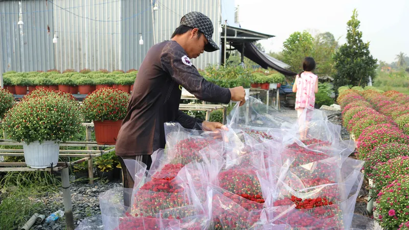Một số địa phương miền Trung, miền Tây: Thời tiết thất thường, nông dân thất thần