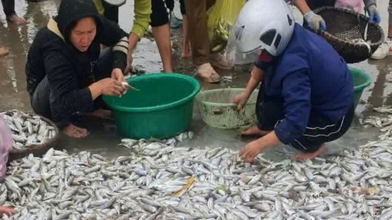Ngư dân trúng đậm cá đù biển 