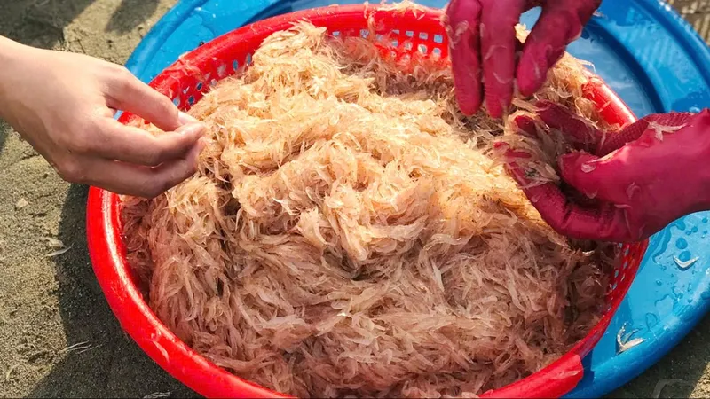 Hoài thương con ruốc quê nhà