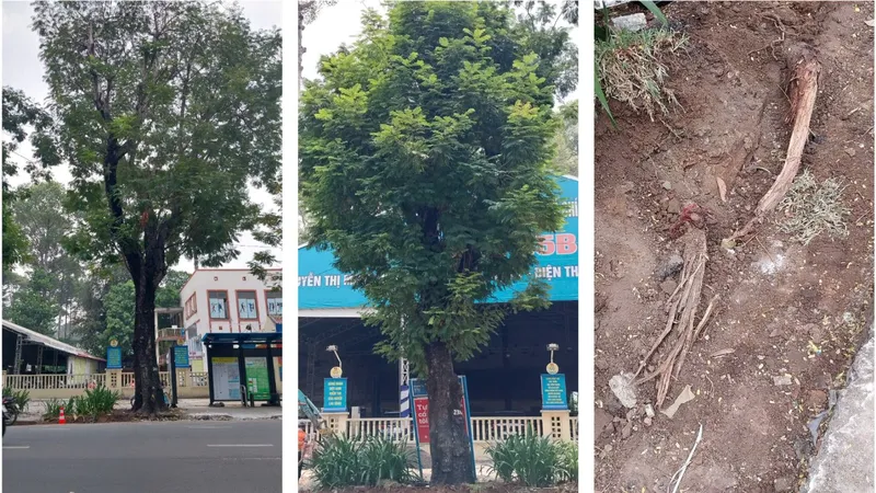 Đốn hạ 17 cây lim xẹt do thi công vỉa hè