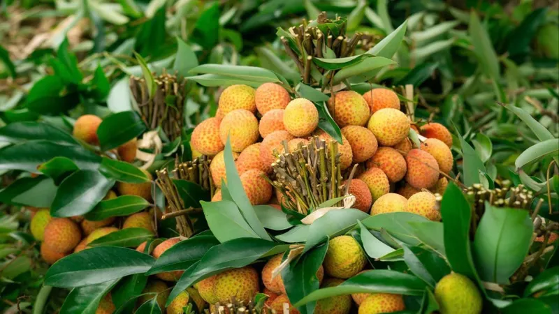 Bắc Giang: Vải thiều chín sớm bán giá 40.000 - 80.000 đồng/kg