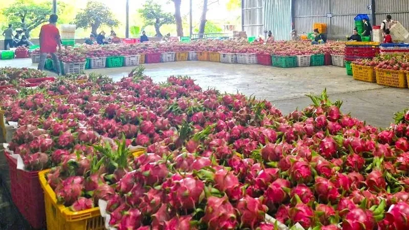 Chưa được cấp chứng thư xuất khẩu: Doanh nghiệp đưa thanh long đi làm... từ thiện