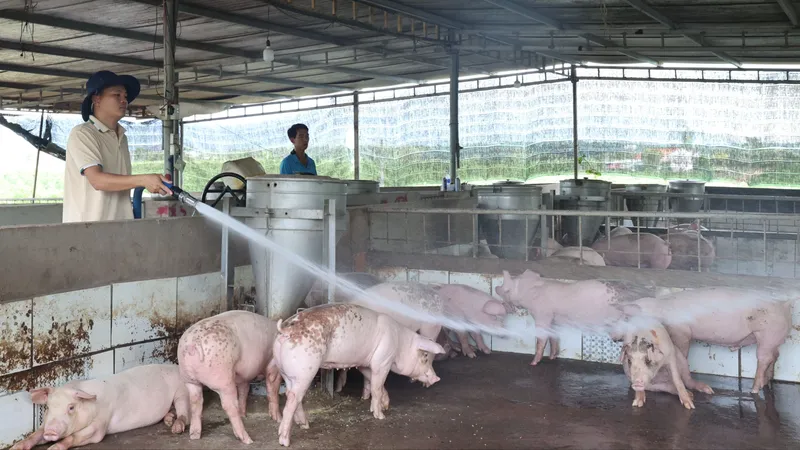 TPHCM: Phát hiện 2 ổ dịch tả heo châu Phi tại xã Hòa Hội và Nghĩa Thành