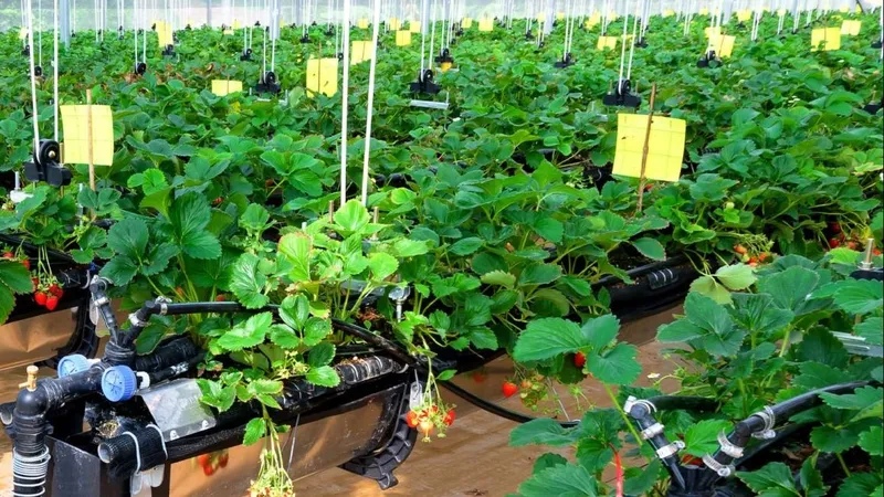 Bãi bỏ hàng loạt điều kiện kinh doanh trong lĩnh vực nông nghiệp và môi trường
