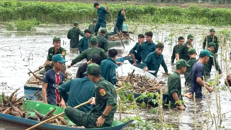Bộ đội Biên phòng tỉnh An Giang giúp dân thu hoạch hoa màu, đắp đê chống ngập