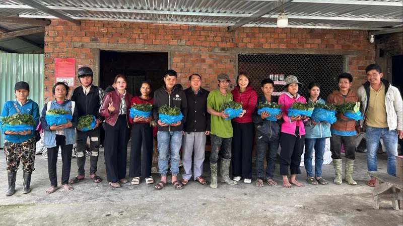 Đà Nẵng: Trao gần 35.000 cây sâm Ngọc Linh giống cho hộ nghèo xã Trà Linh