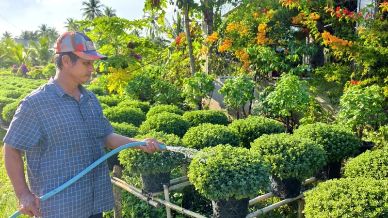 Nông dân xã Phước Mỹ Trung đang chăm từng chậu hoa cúc mâm xôi để chuẩn bị đón Tết nguyên đán. Ảnh: TÍN HUY