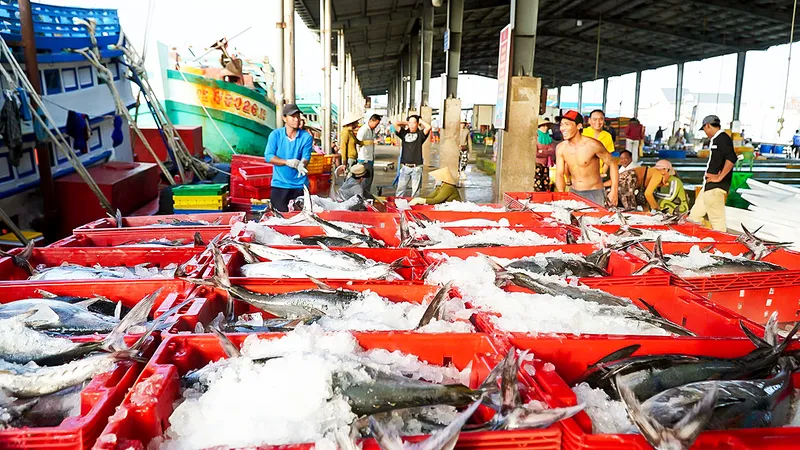 ĐBSCL: Ngư dân hy vọng trúng đậm chuyến biển cuối năm