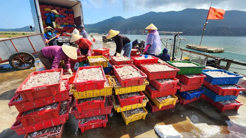 Ngư dân Bắc miền Trung trúng đậm cá cơm biển dịp giáp tết 