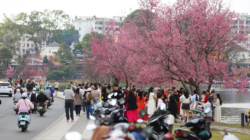Du khách chen chân ngắm Mai anh đào Đà Lạt