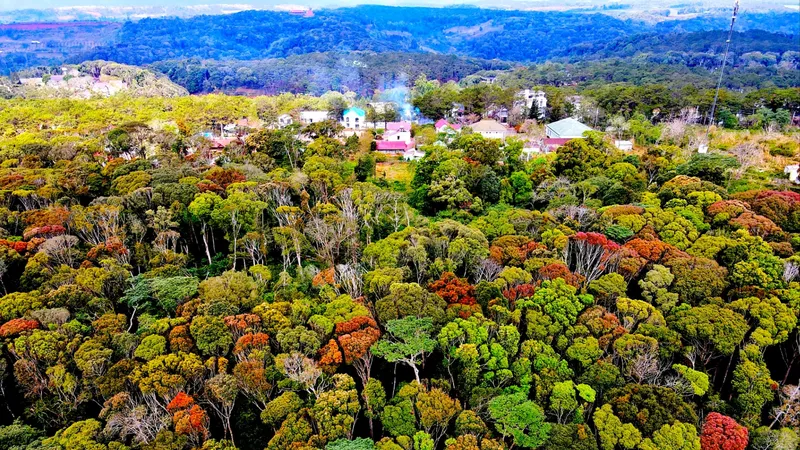 Hoa rừng nở rực chào Xuân