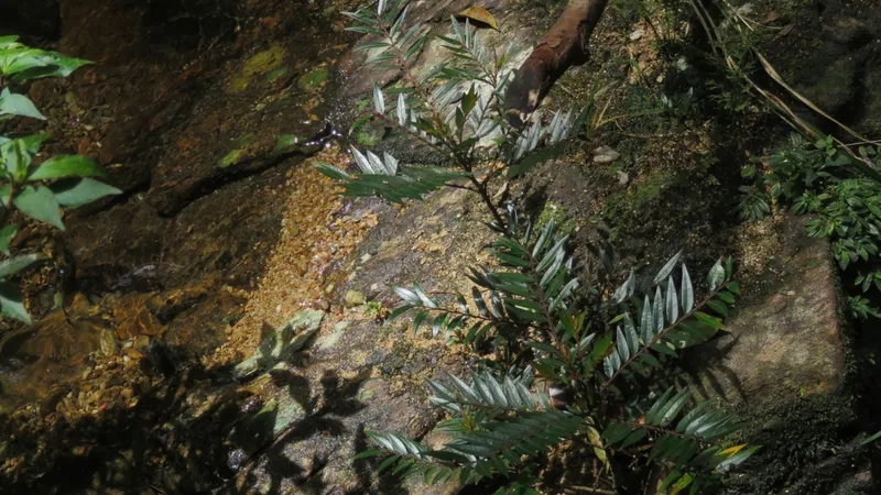 Nymphanthus vietnamensis phân bố chủ yếu ở Quảng Trị và TP Huế