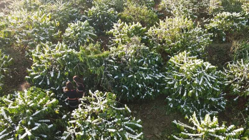 Mê mẩn mùa hoa cà phê Tây Nguyên