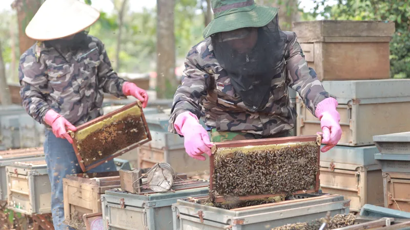 Mùa mật ngọt trên Tây Nguyên
