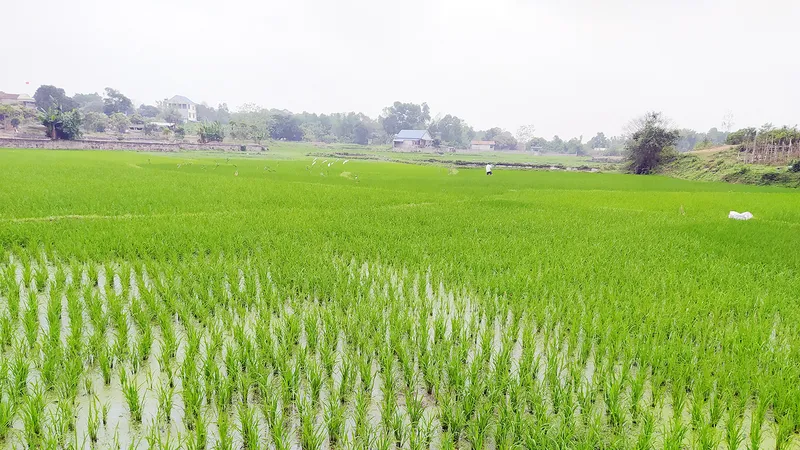 Mạ xuân mang theo ước mong mùa màng bội thu