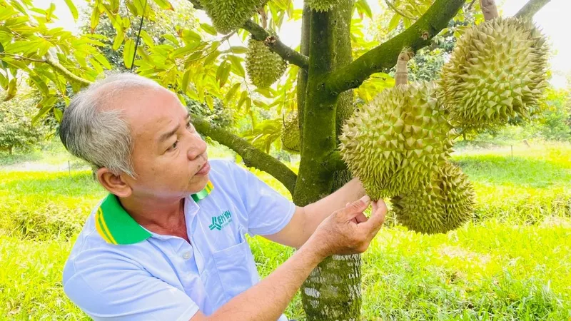 Tăng tốc giảm phát thải với 3 mặt hàng lúa, cà phê, sầu riêng