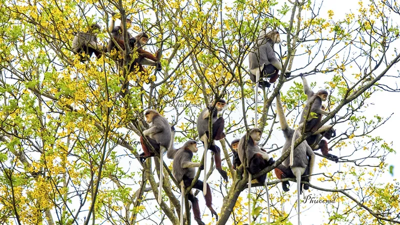 Voọc chà vá chân nâu tại bán đảo Sơn Trà