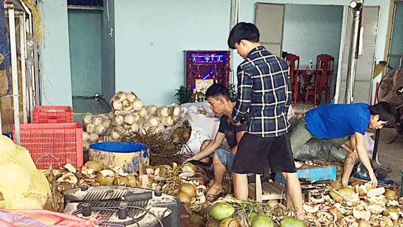 Dừa được gọt vỏ ngâm hóa chất tẩy trắng và đem đi tiêu thụ tại TP Đà Nẵng