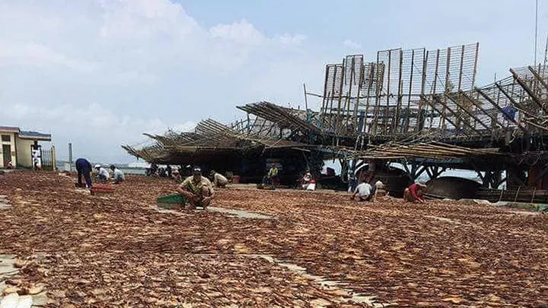 Ngư dân Quảng Nam kiếm tiền tỷ sau chuyến câu mực khơi