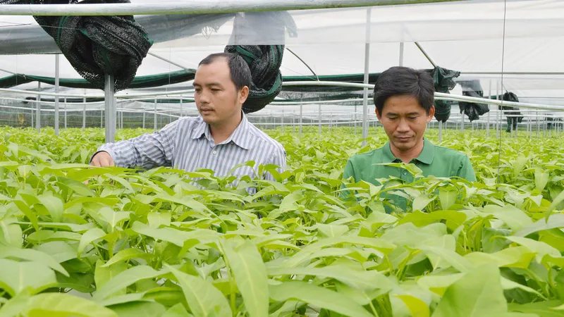Mô hình trồng rau thủy canh giúp tiết kiệm đất và diện tích, lại cách ly được với nguồn sâu bệnh và nước ô nhiễm