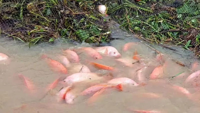 Mưa lớn kéo dài, người dân điêu đứng