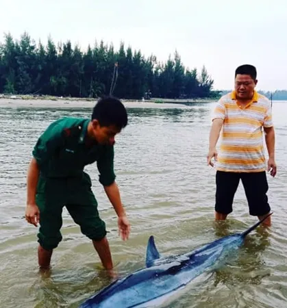 Đồn Biên phòng Cửa Đại đã phối hợp với ngư dân địa phương tiến hành cứu hộ, dìu cá trở lại biển