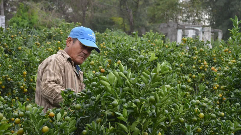 Quất tết được giá, nông dân Quảng Nam lại bất an vì thời tiết