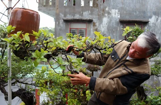 Khám phá vườn bonsai mọc ngược giữa phố