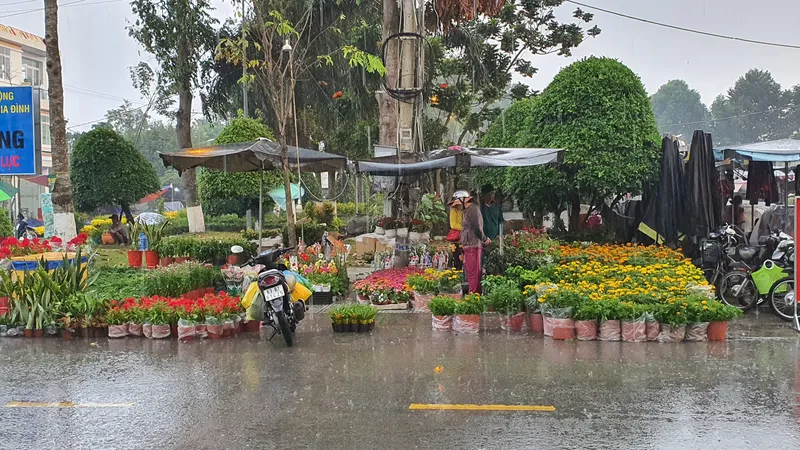 Xuất hiện mưa “vàng” giải hạn cho vùng ĐBSCL