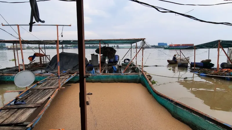 Sà lan tông chìm 2 bè cá trên sông Tiền