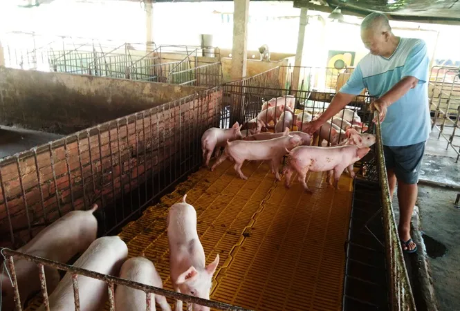 Long An hỗ trợ tới 300 triệu đồng di dời cơ sở chăn nuôi ra khỏi nội thành