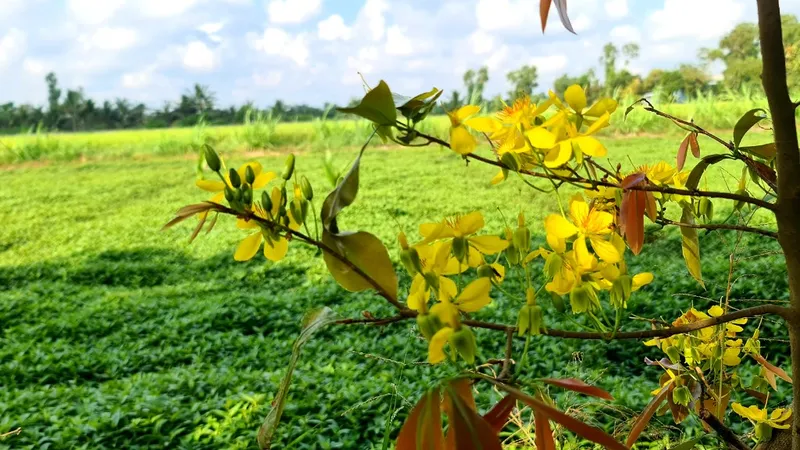 Làng tỷ phú giữa Đồng Tháp Mười