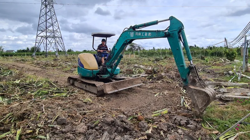 Khuyến cáo người trồng thanh long cố gắng giữ vườn