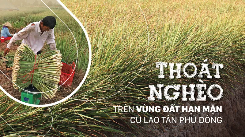 Thoát nghèo trên vùng đất hạn mặn cù lao Tân Phú Đông