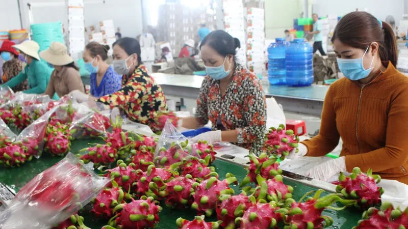 Nhờ hợp tác xã, người trồng thanh long luôn có lãi