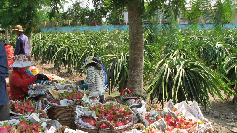 ĐBSCL: Thanh long tăng giá, nông dân không còn nhiều để bán