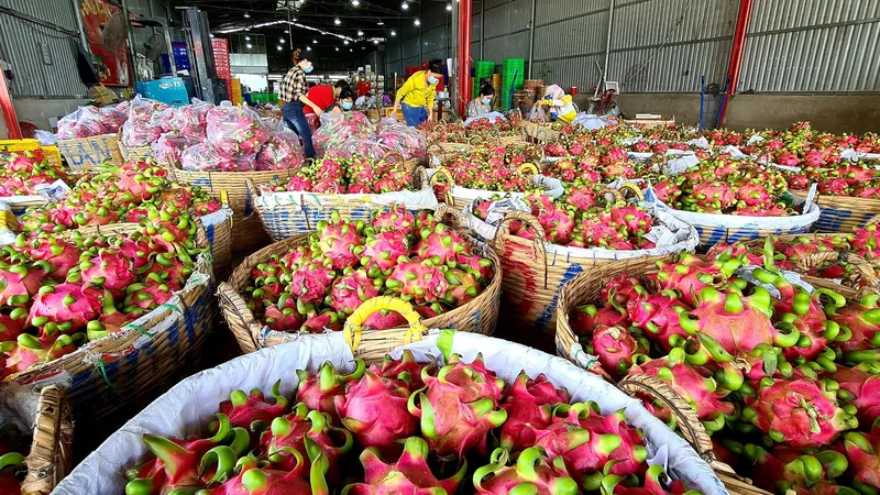 Tháo gỡ khó khăn để thanh long ruột đỏ LD1 “xuất ngoại”