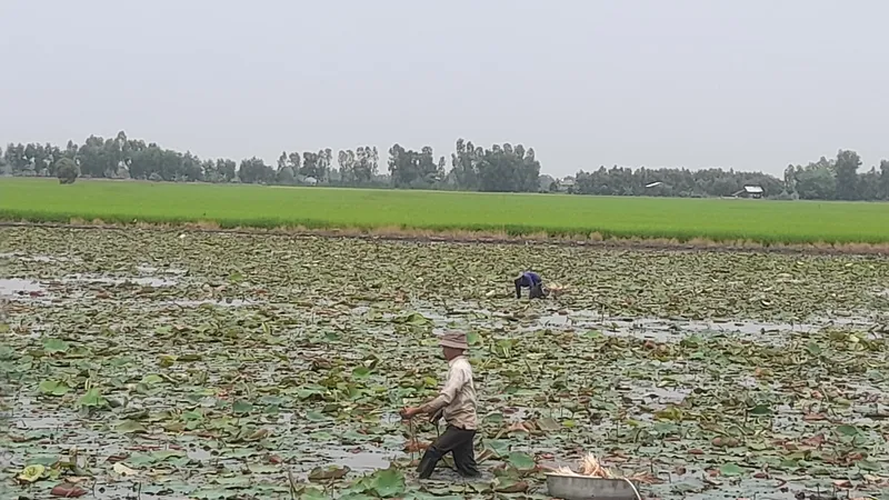 Trồng sen 3 tháng, lấy ngó vài năm