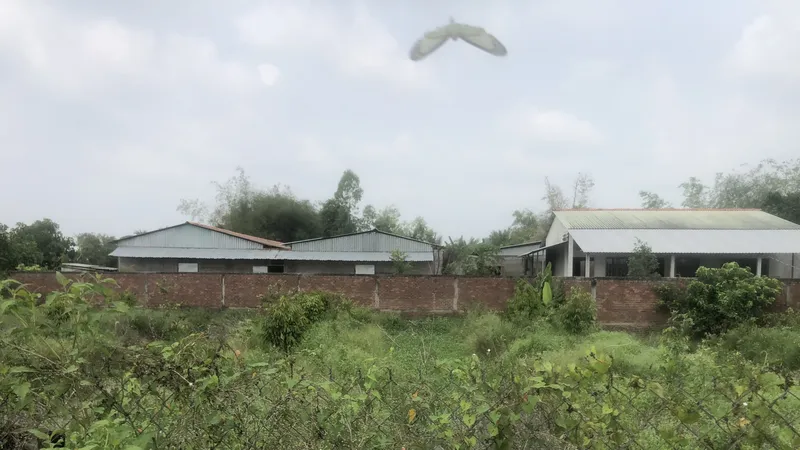 Yêu cầu trang trại gây ô nhiễm bán hết heo trong vòng 2 tháng