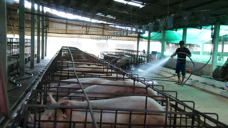 ĐBSCL: Người chăn nuôi heo chuẩn bị tái đàn phục vụ thị trường cuối năm
