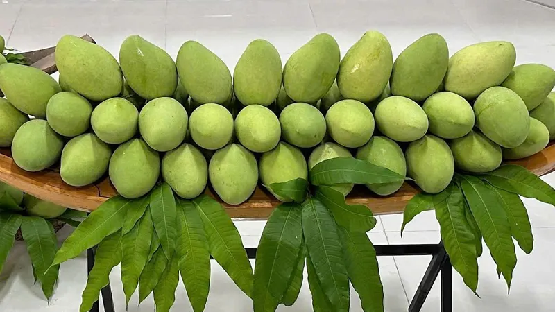 Công nhận khu vườn đầu dòng xoài cát Hòa Lộc tại Tiền Giang