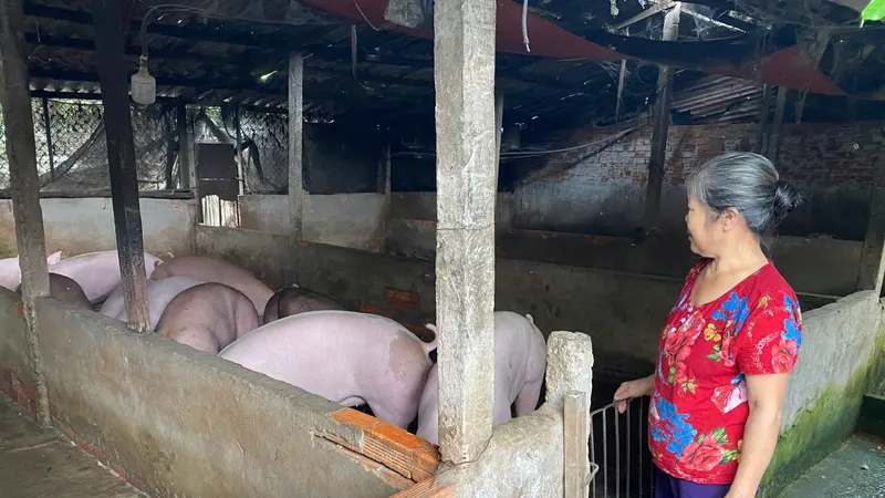 Long An: Ngăn chặn vận chuyển, buôn bán trái phép heo qua biên giới