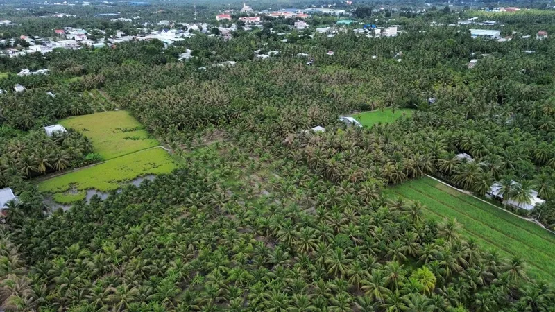 Tiền Giang: Vận động nông dân đốn bỏ hơn 1.400 cây dừa bị sâu đầu đen gây hại