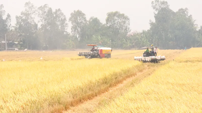 Long An: Năm 2025, đưa cơ giới hóa vào sản xuất lúa đạt 100%