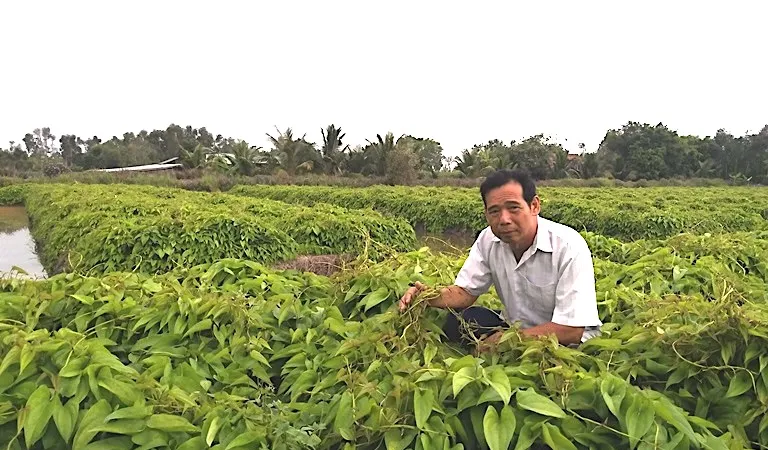 Nông dân vùng Đồng Tháp Mười trồng rau màu ứng phó biến đổi khí hậu