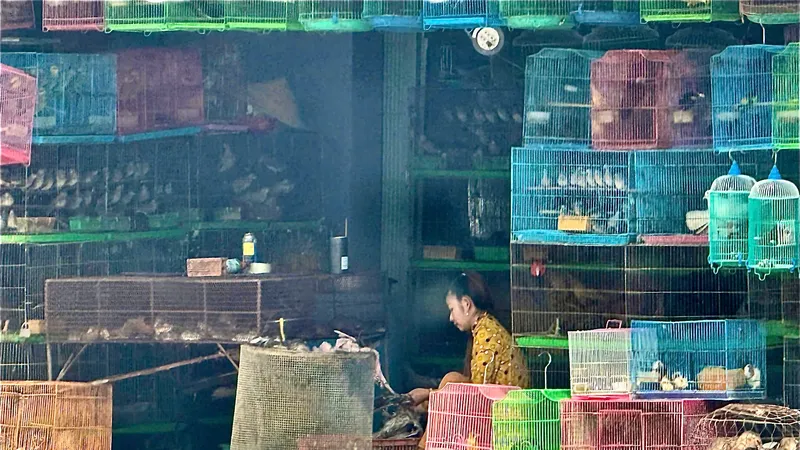 Chim hoang dã bày bán tràn lan tại chợ nông sản ở vùng Đồng Tháp Mười