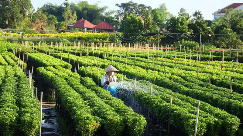 Đồng Tháp tập trung xuống giống phục vụ Festival Hoa - Kiểng Sa Đéc 2025