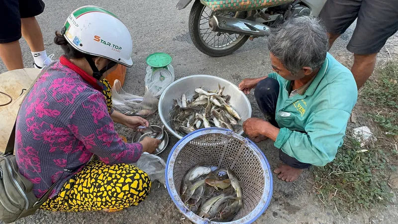 Nông dân miền Tây đón lộc vàng mùa nước nổi