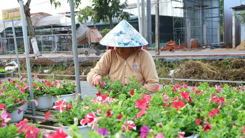 Làng hoa Sa Đéc (Đồng Tháp): Tất bật xuống giống phục vụ thị trường Tết Nguyên đán 2026